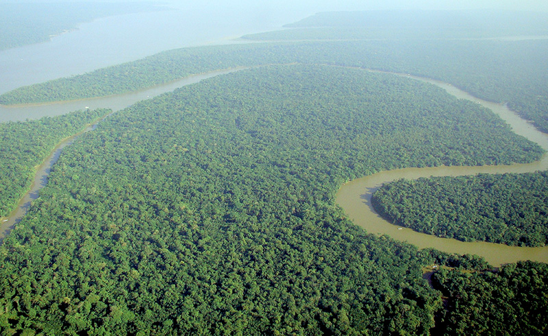 Figura 1 – La foresta amazzonica e la sua intricata vegetazione.